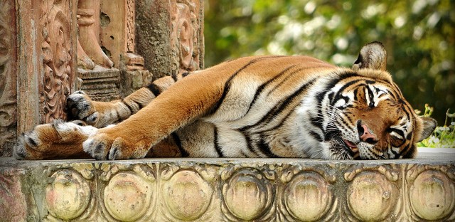 lazy lounging sleeping tiger big cat