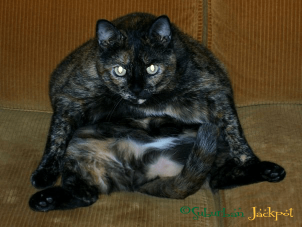 Beans big fat tortie tortoishell cat kitty