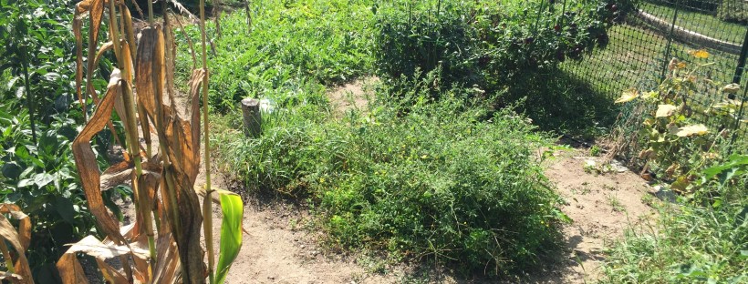 Organic vegetable garden