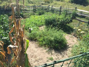 Trust me, there are tons f purple tomatoes on that big plant back there and at least three watermelons beyond that.