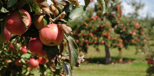 Apple Orchard, Apple tree apple picking
