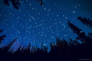 Stars in woods
