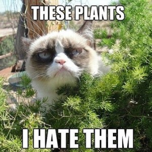 these-plants-i-hate-them-600x600