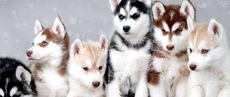 Huskies husky pups puppies dogs