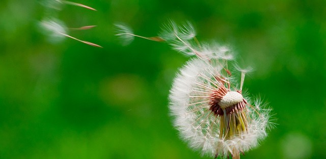 Dandelion making wishes spring