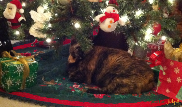 Tortie Tortiseshell cat kitty under tree Christmas