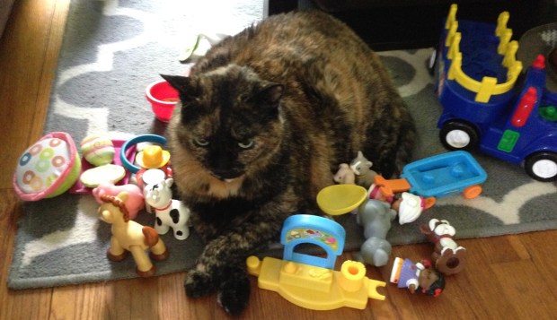 cat kitty tortoiseshell tortie